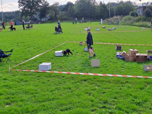 Div. bilder Nosework